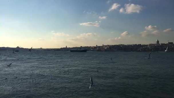 ボスポラス海岸の食糧のための狩猟について乱暴な海馬の群れ イスタンブールのスカイラインの一部が背景に見える — ストック動画