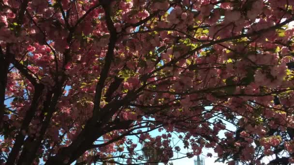 Regardant Dans Cerisier Sur Place Sultanahmet Istanbul Par Une Journée — Video