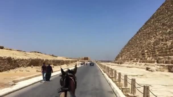 2021年5月28日 ネクロポリス カイロ エジプト ギザでスフィンクスとピラミッドの周りに馬と馬を取る — ストック動画