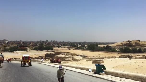 Mei 2021 Nekropolis Giza Kairo Mesir Mengambil Kuda Dan Kereta — Stok Video