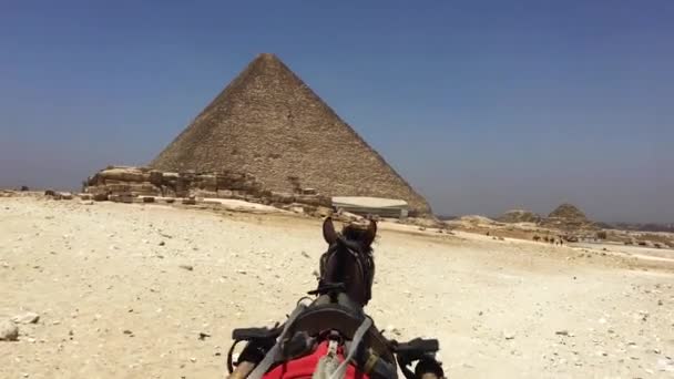Maggio 2021 Necropoli Giza Cairo Egitto Prendere Cavallo Una Carrozza — Video Stock