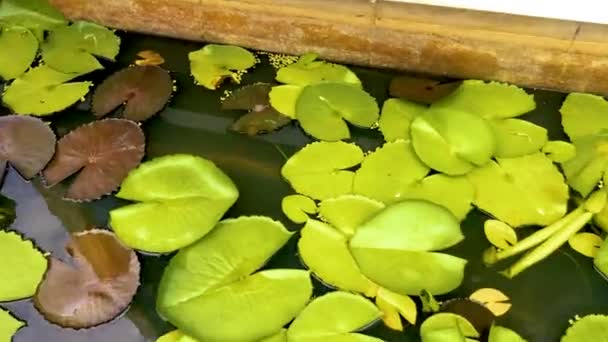 2023年9月5日 泰国昌布鲁市帕塔亚 用有机物和植物生命与美术相结合的小巧装饰佛寺的地基 营造出一种平静的氛围 — 图库视频影像