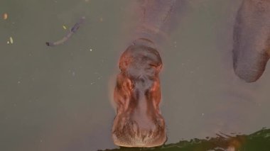 7 Mart 2023 - Chonburi, Tayland. Serinlemek için suda yüzen bir su aygırı..