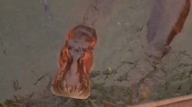 7 Mart 2023 - Chonburi, Tayland. Serinlemek için suda yüzen bir su aygırı..