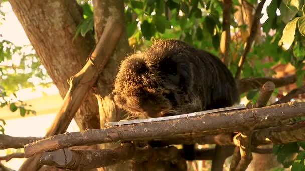 Mars 2023 Chonburi Thailand Björnkatt Som Äter Bananer Ett Träd — Stockvideo