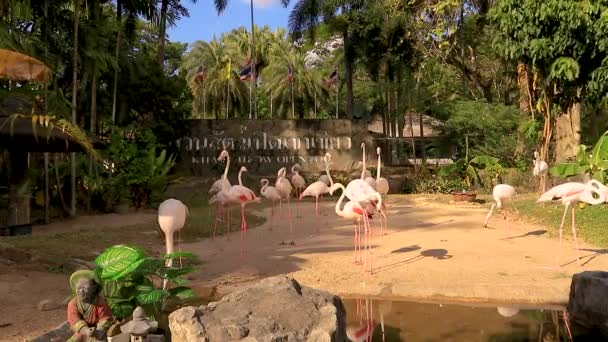 Março 2023 Chonburi Tailândia Lapso Tempo Flamingos Strutting Torno Aberto — Vídeo de Stock