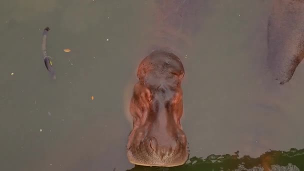 Marzo 2023 Chonburi Tailandia Lapso Tiempo Hipopótamo Flotando Agua Para — Vídeo de stock