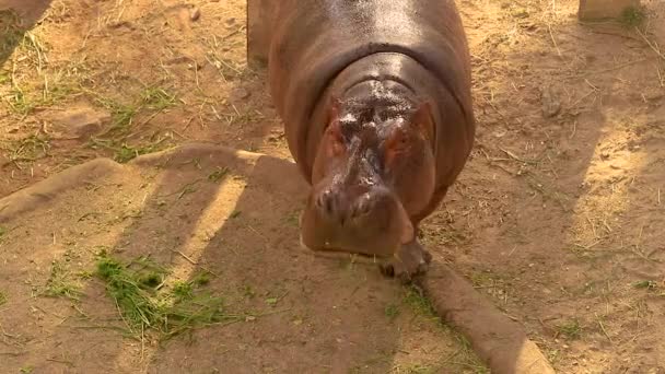 Marzo 2023 Chonburi Tailandia Hipopótamo Flotando Comiendo Maíz Del Suelo — Vídeos de Stock