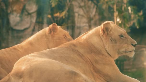 2024年3月7日 泰国春晚 两只狮子坐在阳光下 在热气中喘息 — 图库视频影像