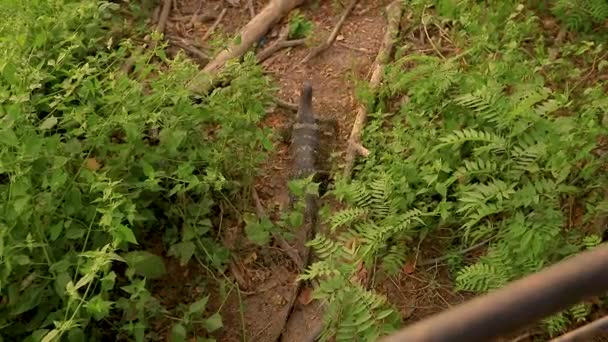 2024 Chonburi 주변을 수있는 일반적인 모니터 도마뱀은 깃털에 — 비디오
