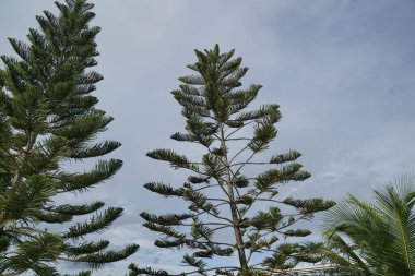 Gökyüzünde uzun yeşil yapraklı iki ağaç var. Gökyüzü bulutlu ve ağaçlar uzun.