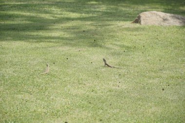 İki kertenkele çimen tarlasında yürüyor. Çimler yeşil ve güneş parlıyor.