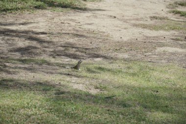 Küçük kertenkele gölgedeki çimlerin üzerinde oturuyor. Çimler yeşil ve zemin kahverengi.