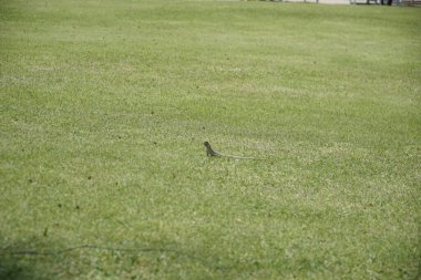 Kertenkele bir tarlada çimlerin üzerinde. Kertenkele küçük ve kahverengi. Çimler yemyeşil ve yemyeşil