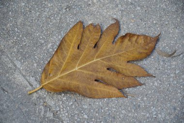 Yaprak yerde yatıyor ve rengi kahverengidir. Yaprak beton bir yüzeyde.