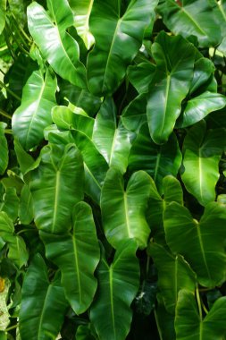 Yaprakları büyük ve yapraklı yeşil bir bitki. Yapraklar yeşil ve bitki güneşli bir bölgede.