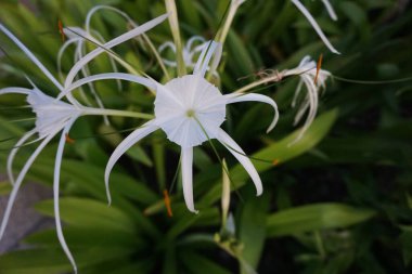 Yeşil saplı beyaz çiçek. Çiçek yeşil yapraklarla çevrilidir. Çiçek görüntünün odak noktasıdır.