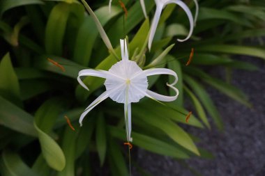 Sarı merkezli beyaz çiçek yeşil bir bitkinin ön planındadır. Çiçek yeşil yapraklarla çevrilidir ve sarı bir merkezi vardır.