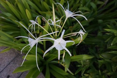 Uzun saplı beyaz çiçek yeşil bir çalılıktadır. Çiçek görüntünün odak noktasıdır.