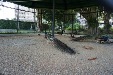 Tavus kuşu grubu yeşil çatılı bir ağılda. Tavus kuşları hayvanat bahçesinde.