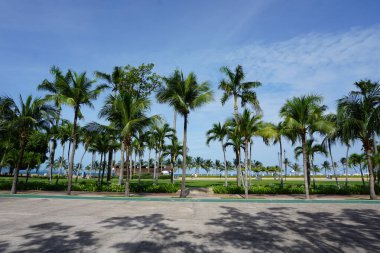 Arka planda palmiye ağaçları ve plaj olan bir park. Gökyüzü açık ve güneş parlıyor.