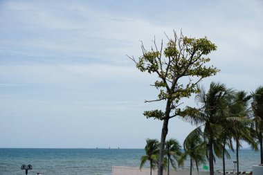 Arka planda mavi bir okyanus olan bir plajın önünde ağaç duruyor. Gökyüzü açık ve güneş parlıyor.