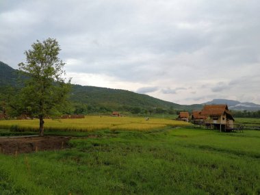 Ortasında ağaç olan yeşil çimen tarlası. Gökyüzü bulutlu ve güneş görünmüyor.