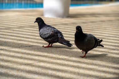 Kaldırımda duran iki güvercin. Biri solda ve diğeri sağda.