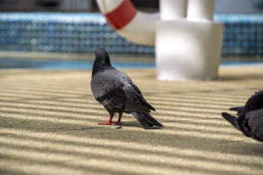 Güvercin havuzun yanında yerde duruyor. Kuş uzaktaki bir şeye bakıyor.