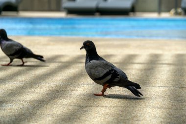 İki güvercin havuzun yakınındaki bir sahilde yürüyorlar. Güvercinlerden biri yerde dururken diğeri yürüyor.