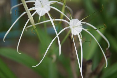 Uzun saplı ve yeşil yapraklı iki beyaz çiçek. Çiçekler bahçede.