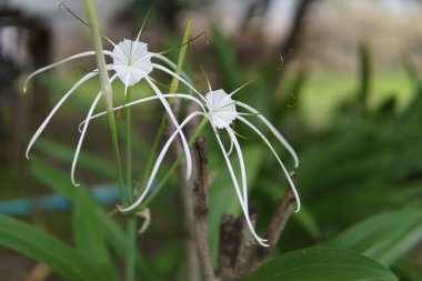 Uzun saplı iki beyaz çiçek bir dalın üzerindedir. Çiçekler bir bahçede.