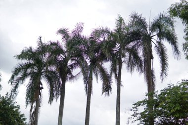 Palmiye ağaçları sıra sıra dizilmiştir. Gökyüzü bulutlu ve ağaçlar uzun.