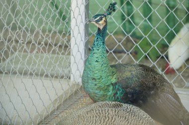 Tavuskuşu zincirli tel örgülü bir kafeste duruyor. Tavus kuşu yeşildir ve mavi bir kafası vardır.