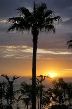 Palmiye ağacı güzel bir okyanus manzarasının önünde dimdik duruyor. Gökyüzü bulutlarla dolu ve güneş batıyor. Sahnenin üzerine sıcak bir parıltı saçıyor. Huzur ve sükunet kavramı