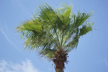 Palmiye ağacı açık mavi bir gökyüzünde dimdik duruyor. Ağaç yapraklarla dolu ve o sağlıklı. Gökyüzü aydınlık ve güneşli, neşeli ve neşeli bir hava yaratıyor.