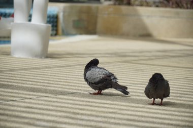 İki güvercin kaldırımda duruyor. Biri diğerine bakıyor. - Ne? Sahne huzurlu ve sakin.