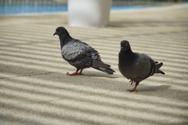 Kaldırımda duran iki güvercin. Biri solda ve diğeri sağda.