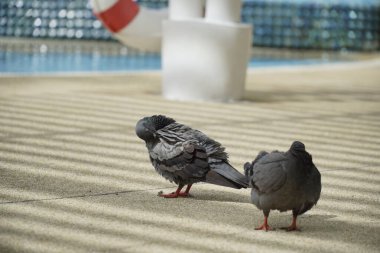 İki güvercin bir havuzun yakınındaki kumlu bir yüzeyde duruyor. Kuşlardan biri diğerine bakıyor.