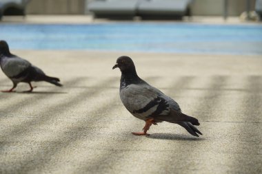 İki güvercin havuzun yanındaki kaldırımda yürüyor. Güvercinlerden biri hareketsiz dururken diğeri yürüyor.
