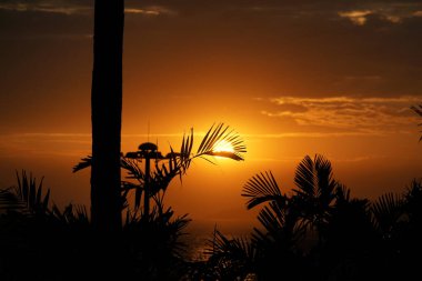 Arka planda palmiye ağaçları ile okyanusun üzerinde gün batımı. Gökyüzü turuncu ve güneş batıyor.
