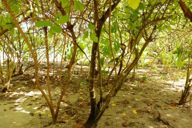 Yeşil yapraklı ve kahverengi dallı bir ağaç. Ağaç toprakla çevrili ve bölgede başka ağaç yok.