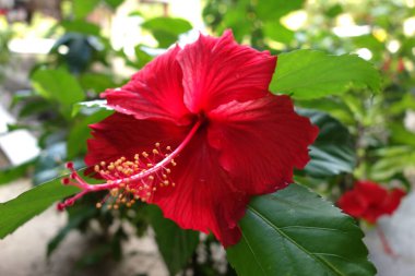 Sarı merkezli kırmızı çiçek. Çiçek yeşil yapraklarla çevrilidir. Çiçek ön planda ve arka plan bulanık.