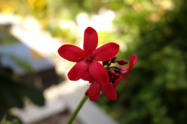Yeşil yapraklı kırmızı çiçek ön planda. Çiçek yeşil yapraklarla çevrilidir. Görüntü huzurlu ve rahatlatıcı bir ruh haline sahip.