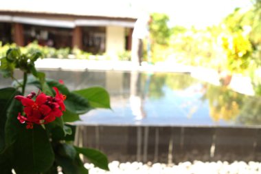 Kırmızı çiçek bir havuzun önünde. Çiçek ön planda ve havuz da arka planda.