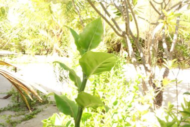 Bahçede yaprak yeşili bir bitki yetişiyor. Bitki diğer bitki ve ağaçlarla çevrilidir, verimli ve canlı bir atmosfer yaratır. Güneş ışığı sahneyi aydınlatıyor.