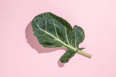 Pastel pembe arka planda lahana yaprakları (Brassica oleracea). Kemik sağlığı fikri için kış sebzesi. Doğal kalsiyum ve K vitamini kaynağı. Osteoporoz ve çatlaklara karşı besin. Tarım ürünleri. Minimum düzlük.
