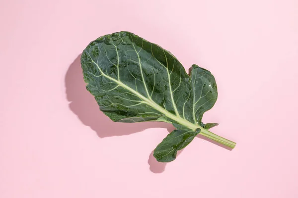 Collard greens (Brassica oleracea) leaf on pastel pink background. Winter vegetable for bone health idea. natural source  of calcium and vitamin K. Food against osteoporosis and fractures. Agricultural product. Minimal flat lay.