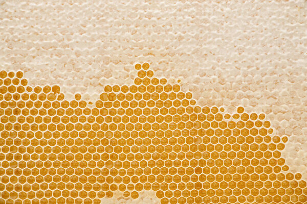 Honeycomb with beeswax and golden honey in the cells as a background. Aesthetic concept of eating raw healthy sweet food. Bee products. Flat lay. Nature texture. Creative pattern.