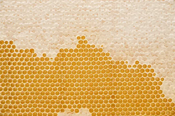 Waben Mit Bienenwachs Und Goldenem Honig Den Zellen Als Hintergrund lizenzfreie Stockfotos